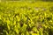 knotweed grass in the rays of bright summer light. Blurred background. Fresh microgreens. Selective soft focus. Garden, garden