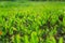 knotweed grass in the rays of bright summer light. Blurred background. Fresh microgreens. Selective soft focus. Garden, garden