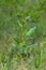 Knotweed (Persicaria amphibia)