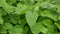 Knotweed Reynoutria Fallopia japonica Sakhalin Japanese, invasive expansive species of dangerous plants leaf, leaves