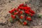 Known commonly as the hedgehog cactus Echinocereus sp., east Utah