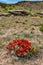 Known commonly as the hedgehog cactus Echinocereus sp., east Utah