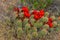 Known commonly as the hedgehog cactus Echinocereus sp., east Utah