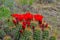 Known commonly as the hedgehog cactus Echinocereus sp., east Utah