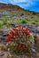 Known commonly as the hedgehog cactus Echinocereus sp., east Utah