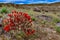 Known commonly as the hedgehog cactus Echinocereus sp., east Utah