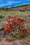 Known commonly as the hedgehog cactus Echinocereus sp., east Utah