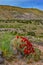 Known commonly as the hedgehog cactus Echinocereus sp., east Utah