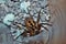 Known commonly as a wolf spider