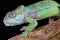Knysna dwarf chameleon / Bradypodion damaranum