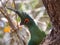 Knysna lourie in forest habitat in zambia