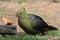 Knysna Tauraco Bird Eating