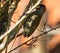 A Knysna woodpecker isolated in a tree