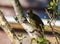 A Knysna woodpecker isolated in a tree