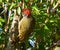 A Knysna woodpecker isolated in a tree
