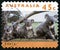Koala Australian Postage Stamp
