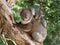 Koala baby on mother`s back