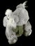 Koala and Baby Plush