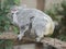 Koala bear Australian adult female with baby