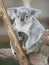 Koala bear Australian adult female with baby joey