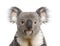 Koala bear close-up againts white background