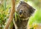 Koala bear eating leaves in melbourne