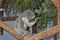 Koala bear Phascolarctos cinereus eating gum leaves