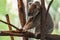 Koala Bear or Phascolarctos cinereus, sitting on branch with back to camera