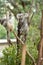 Koala Bear or Phascolarctos cinereus, sitting on tree branch