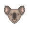 Koala Bear pixel art portrait. Cartoon animal icon.