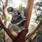 Koala bear sitting in eucalyptus tree, holding a eucalyptus leaf