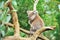 Koala bear sitting in tree with natural background