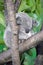 Koala Bear - Sleeping