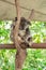 Koala bear sleeping on an eucaliptus tree in a park