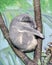 Koala Bear - Sleeping Profile