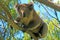 Koala Bear in the wild climbing in the eucalyptus trees on Cape Otway in Victoria Australia