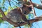 Koala Bear in the wild climbing in the eucalyptus trees on Cape Otway in Victoria Australia