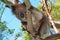 Koala Bear in the wild in the eucalyptus trees on Cape Otway in Victoria Australia