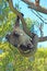 Koala Bear in the wild hanging from a branch in the eucalyptus trees on the Cape Otway peninsula in Victoria Australia