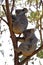 Koala bears