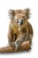 Koala on branch isolated