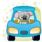 Koala in a car