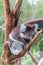 Koala is a charming marsupial mammal