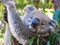 A koala is chilling out on eucalyptus tree