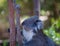 Koala climbing a Eucalyptus trees