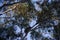 Koala climbing on the top of a eucalypt tree