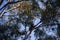 Koala climbing on the top of a eucalypt tree