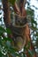 Koala climbing on a tree