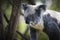 Koala climbing on a tree