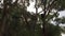 Koala climbing on a tree in Great Ocean Road Victoria Australia